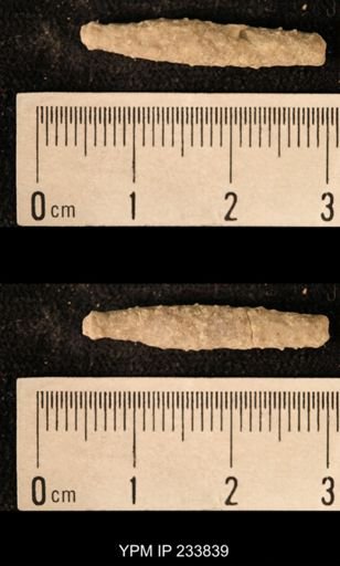 Archaeocidaris sp.