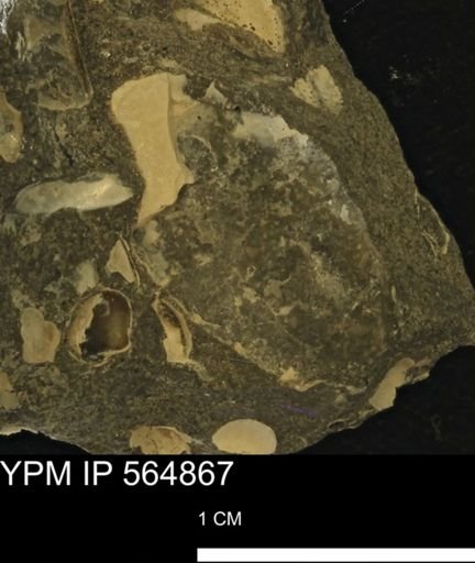 undet. Bivalvia