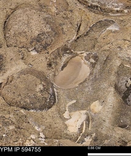 undet. Bivalvia