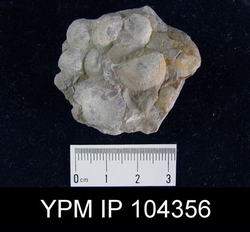 Leptaena ceres