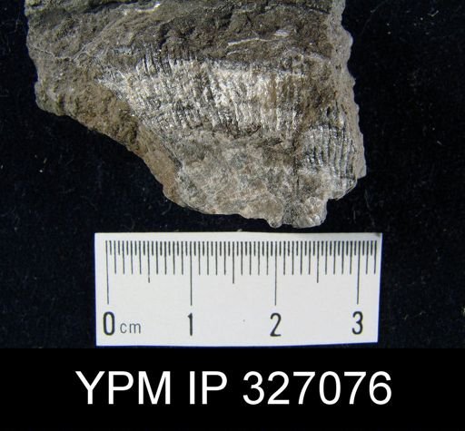 Derbya sp.