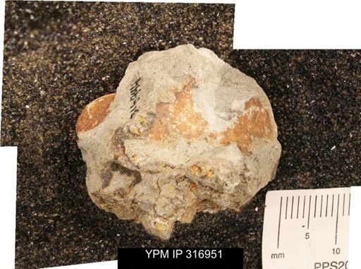 Phelopteria