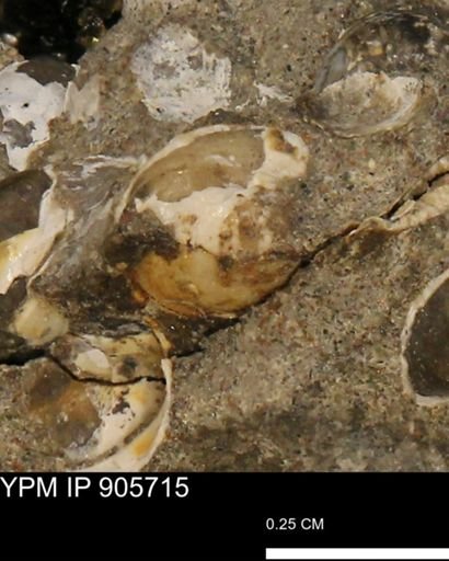 undet. Gastropoda
