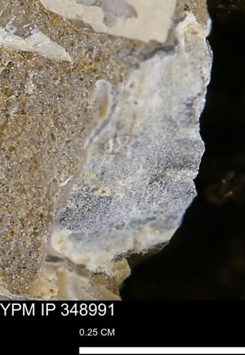 undet. Mollusca
