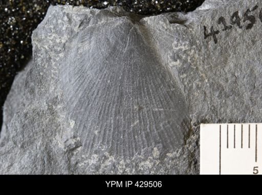 Pseudaviculopecten princeps
