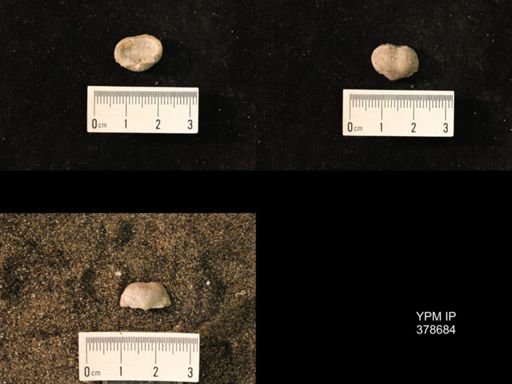 Marginifera wabashensis