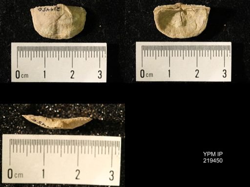 Chonetes granulifer