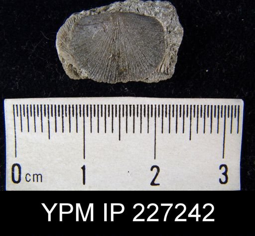 Dalmanella elegantula