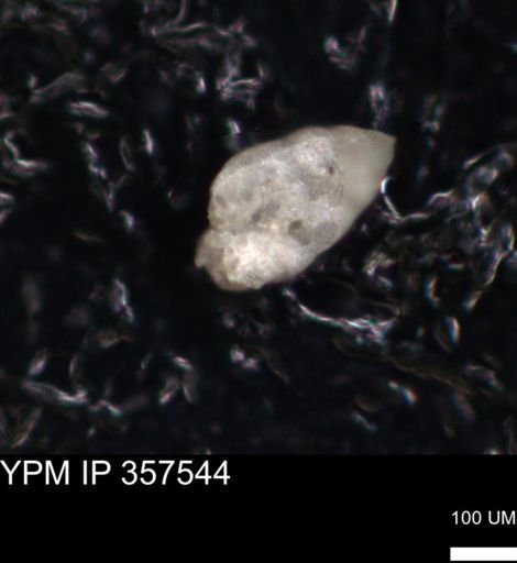 undet. Bacillariophyceae