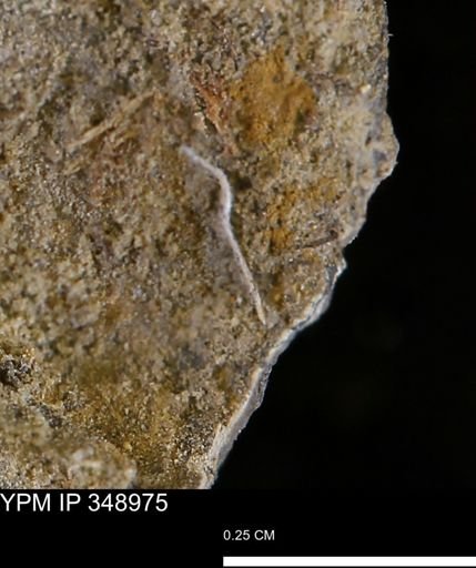 undet. Mollusca