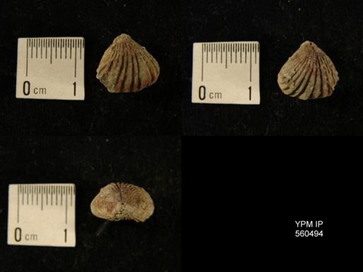 Stegerhynchus sp.