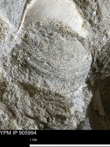Limopsis striatopunctatus