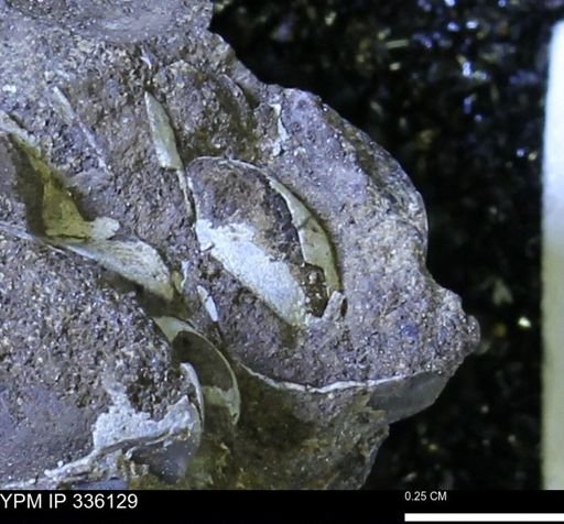 undet. Bivalvia