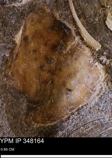 undet. Mollusca