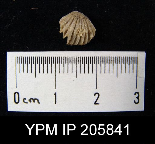 Hustedia sp.
