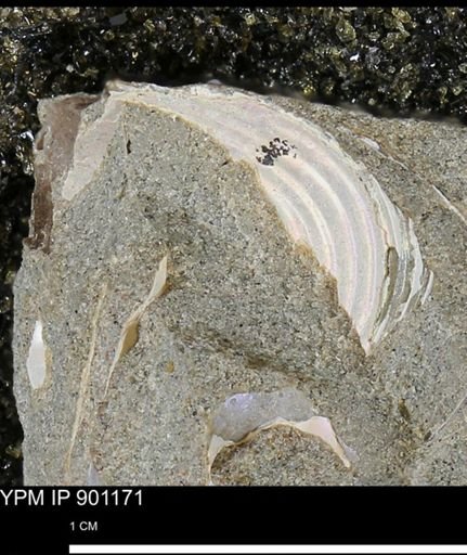 undet. Ammonoidea