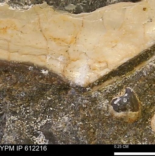 Pseudoptera subtortuosa