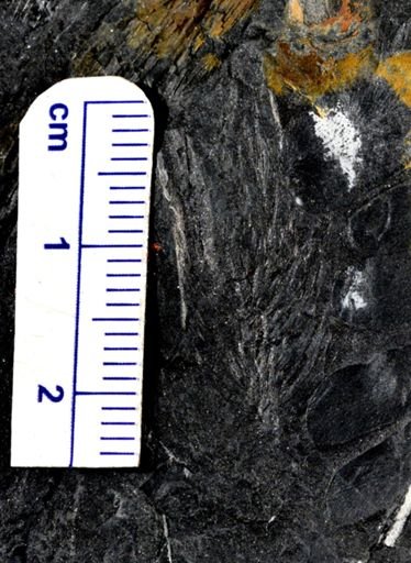 Asterophyllites sp.