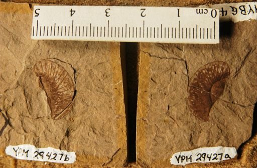 Ptelea miocenica