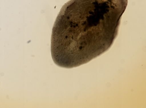 Stylochus ellipticus