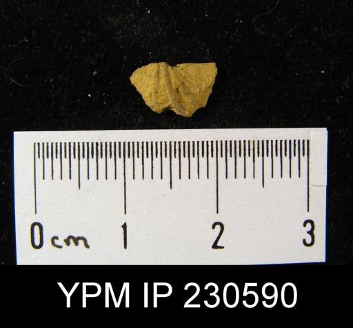 Spiriferina kentuckiensis