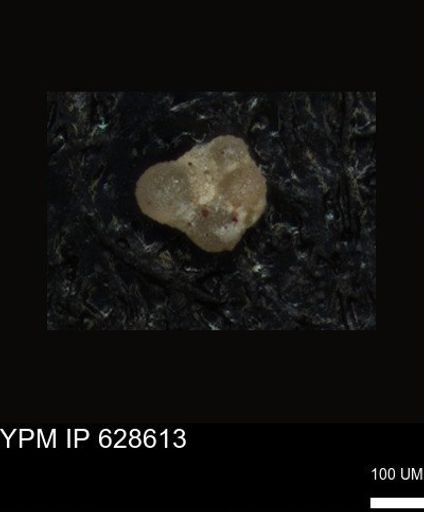 undet. Foraminiferida
