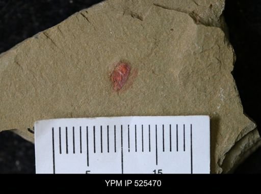 undet. Synziphosurina