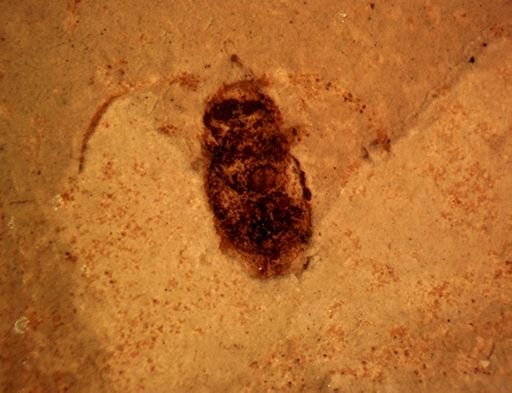 undet. Coleoptera