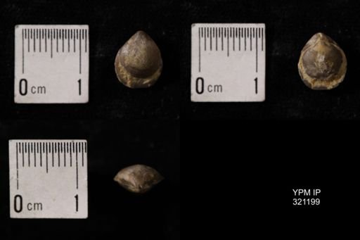 Dielasma turgida