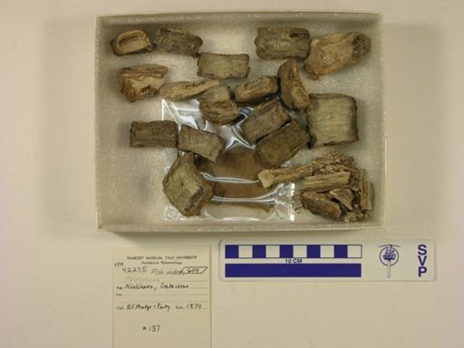 Anogmius sp.