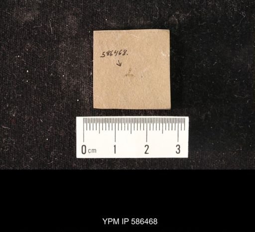 undet. Hymenoptera