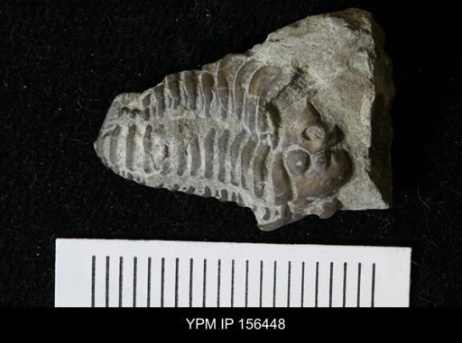Calymene niagarensis
