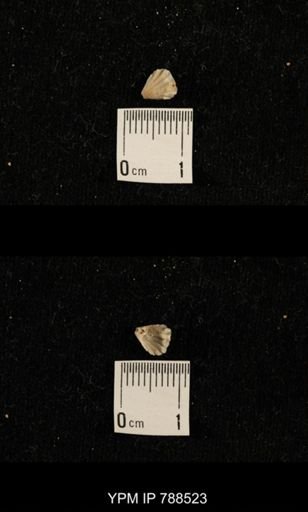 undet. Brachiopoda