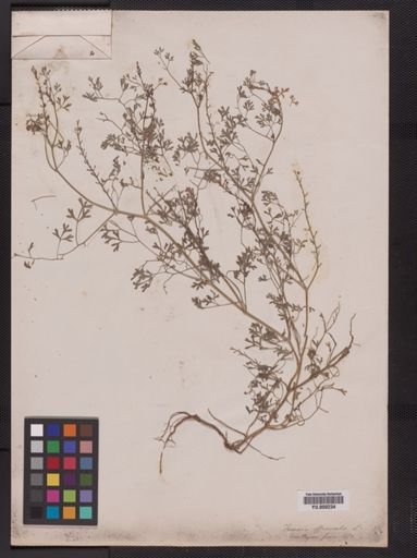 Fumaria officinalis