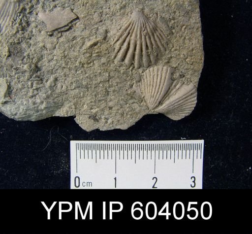 Leptocoelia sp.