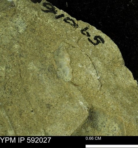 undet. Bivalvia