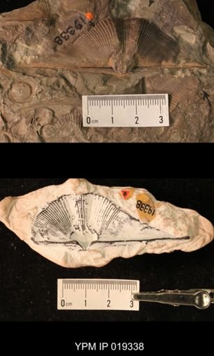 Cyrtospirifer chemungensis