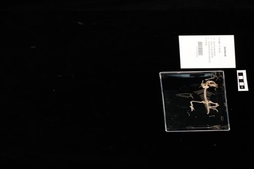 Sauromalus ater