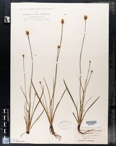 Xyris caroliniana