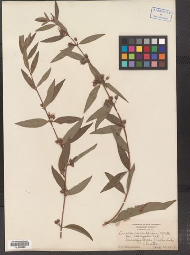 Decodon verticillatus