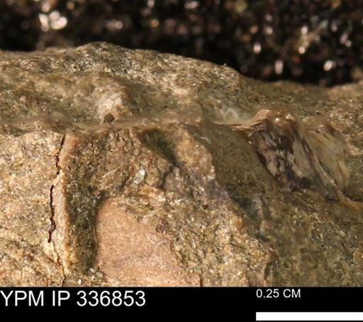undet. Mollusca