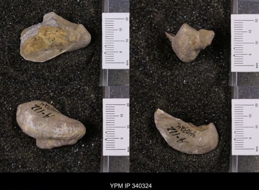 Gryphaea marcoui
