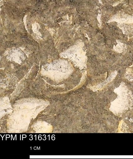 undet. Mollusca