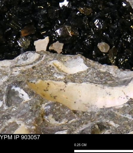 undet. Mollusca
