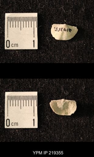 Chonetes granulifer