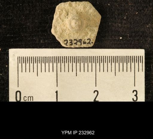 Archaeocidaris sp.