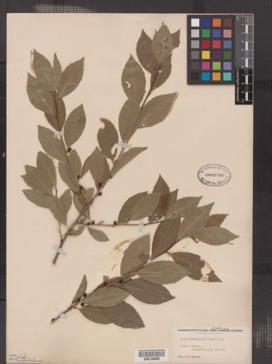 Ilex laevigata