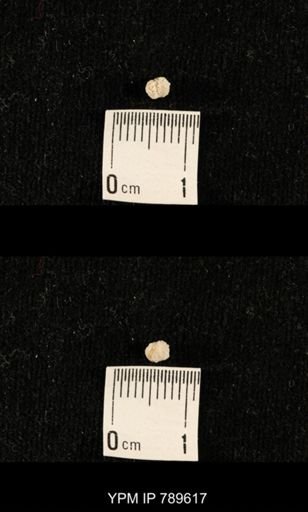 undet. Bryozoa