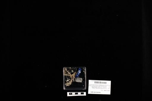 Aspidoscelis tigris