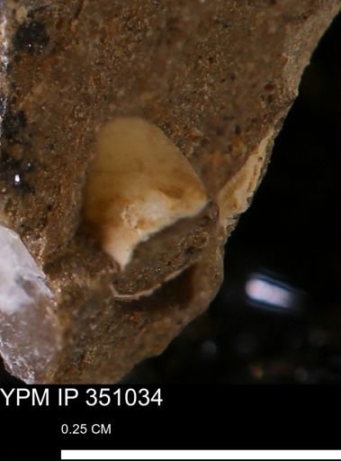 undet. Mollusca